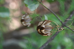 Aristolochia indica